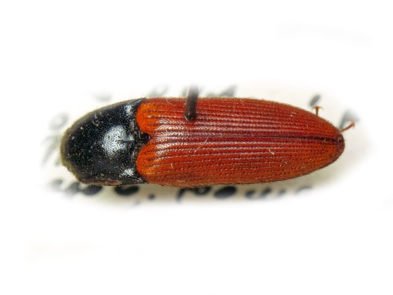 Ampedus (Ampedus) pomonae (Stephens, 1830)